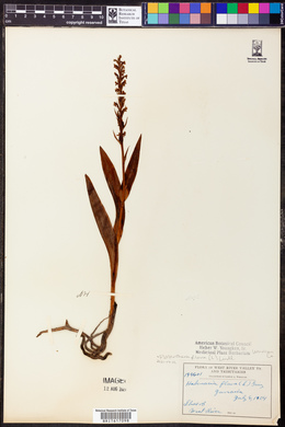 Platanthera flava image