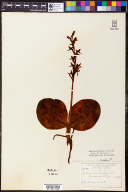 Platanthera hookeri image