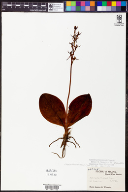 Platanthera hookeri image