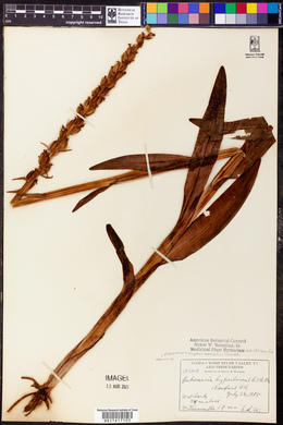 Platanthera hyperborea image