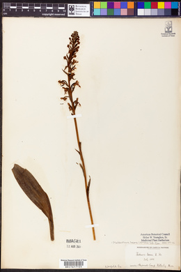 Platanthera lacera image