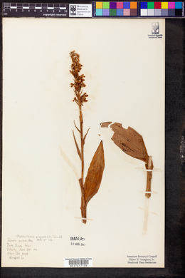 Platanthera psycodes image