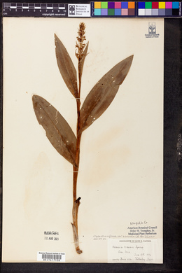 Platanthera flava image