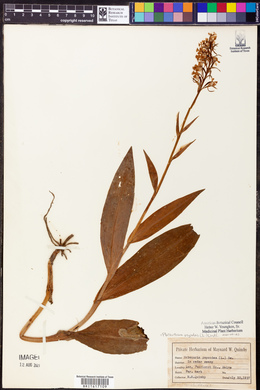 Platanthera psycodes image