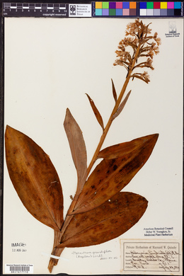 Platanthera grandiflora image