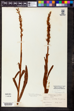 Platanthera dilatata image