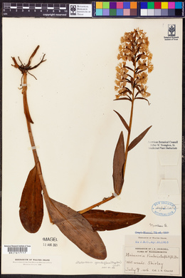 Platanthera grandiflora image