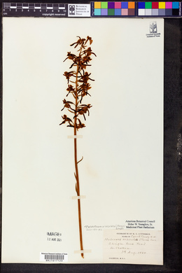 Platanthera orbiculata image