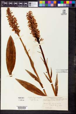 Platanthera psycodes image