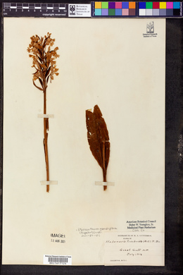 Platanthera grandiflora image