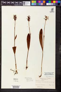 Platanthera clavellata image