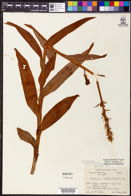 Platanthera dilatata image