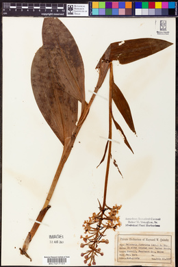 Habenaria fimbriata image