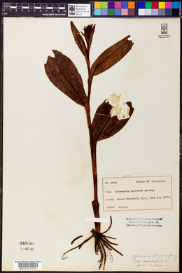 Platanthera psycodes image