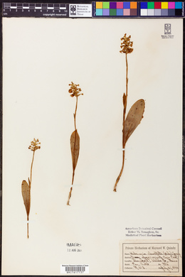 Platanthera clavellata image