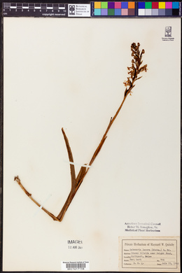 Platanthera lacera image