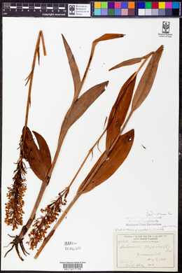 Platanthera psycodes image