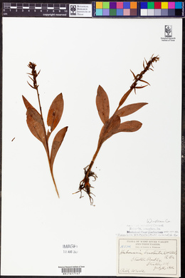 Coeloglossum viride image