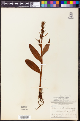 Coeloglossum viride image