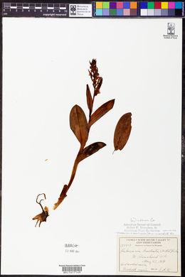 Coeloglossum viride image