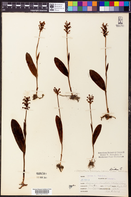 Platanthera clavellata image