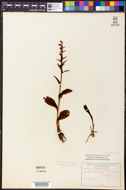 Coeloglossum viride image