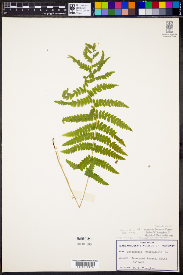 Thelypteris confluens image