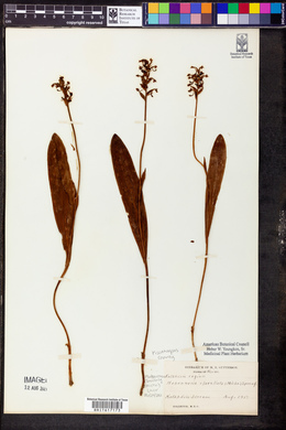 Platanthera clavellata image