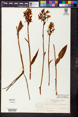 Platanthera blephariglottis image