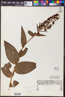 Epipactis helleborine image