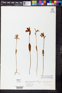 Pogonia ophioglossoides image