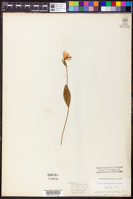 Pogonia ophioglossoides image