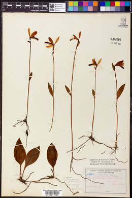 Pogonia ophioglossoides image