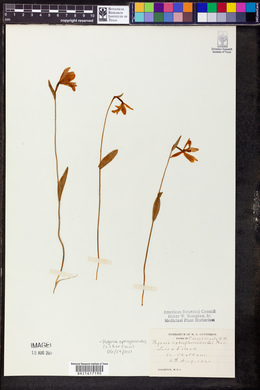 Pogonia ophioglossoides image