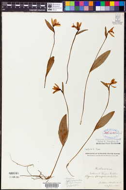 Pogonia ophioglossoides image