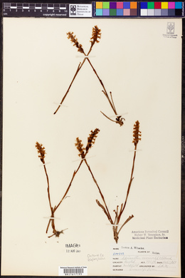 Spiranthes cernua image