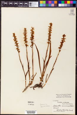 Spiranthes cernua image