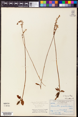 Spiranthes lacera var. gracilis image