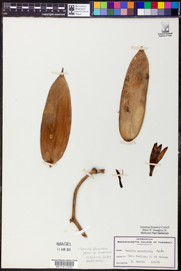 Vanilla planifolia image