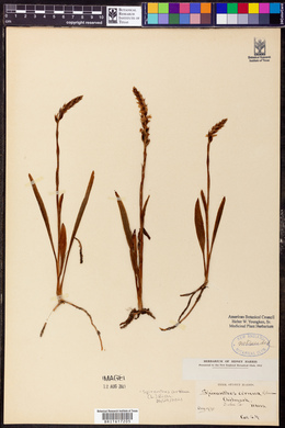 Spiranthes cernua image