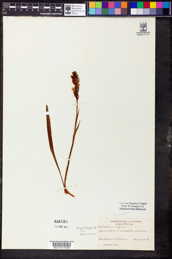 Sarcoglottis cerina image
