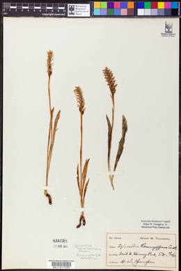 Spiranthes romanzoffiana image