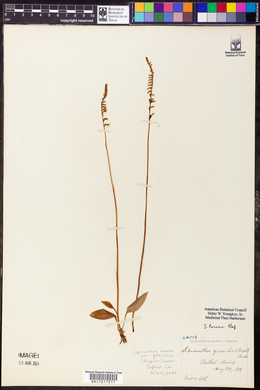 Spiranthes lacera var. gracilis image