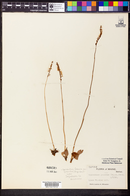 Spiranthes lacera var. gracilis image