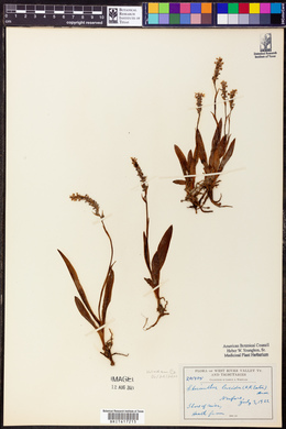 Spiranthes lucida image