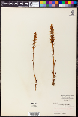 Spiranthes romanzoffiana image