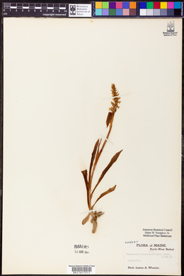 Spiranthes romanzoffiana image