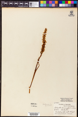 Spiranthes romanzoffiana image