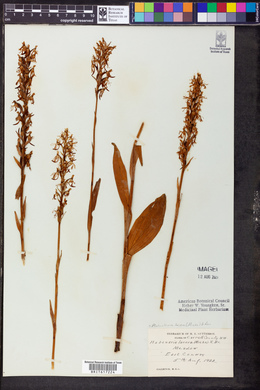 Platanthera lacera image