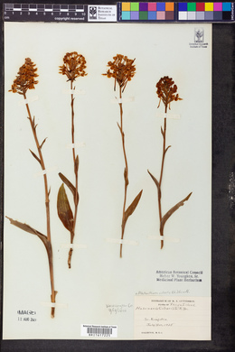 Platanthera ciliaris image